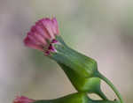 Florida tassleflower